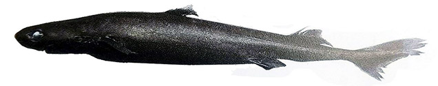 Etmopterus pusillus_022245.jpg